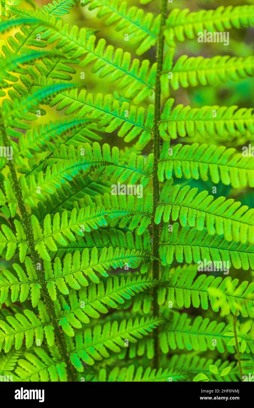 Image of green fern leaf hi-res stock photography and images - Alamy