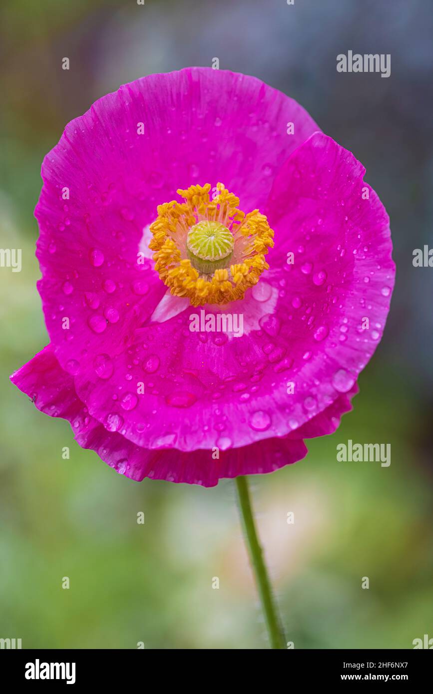 corn-poppy-in-flower-stock-photo-alamy