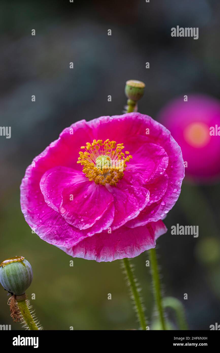 corn-poppy-in-flower-stock-photo-alamy