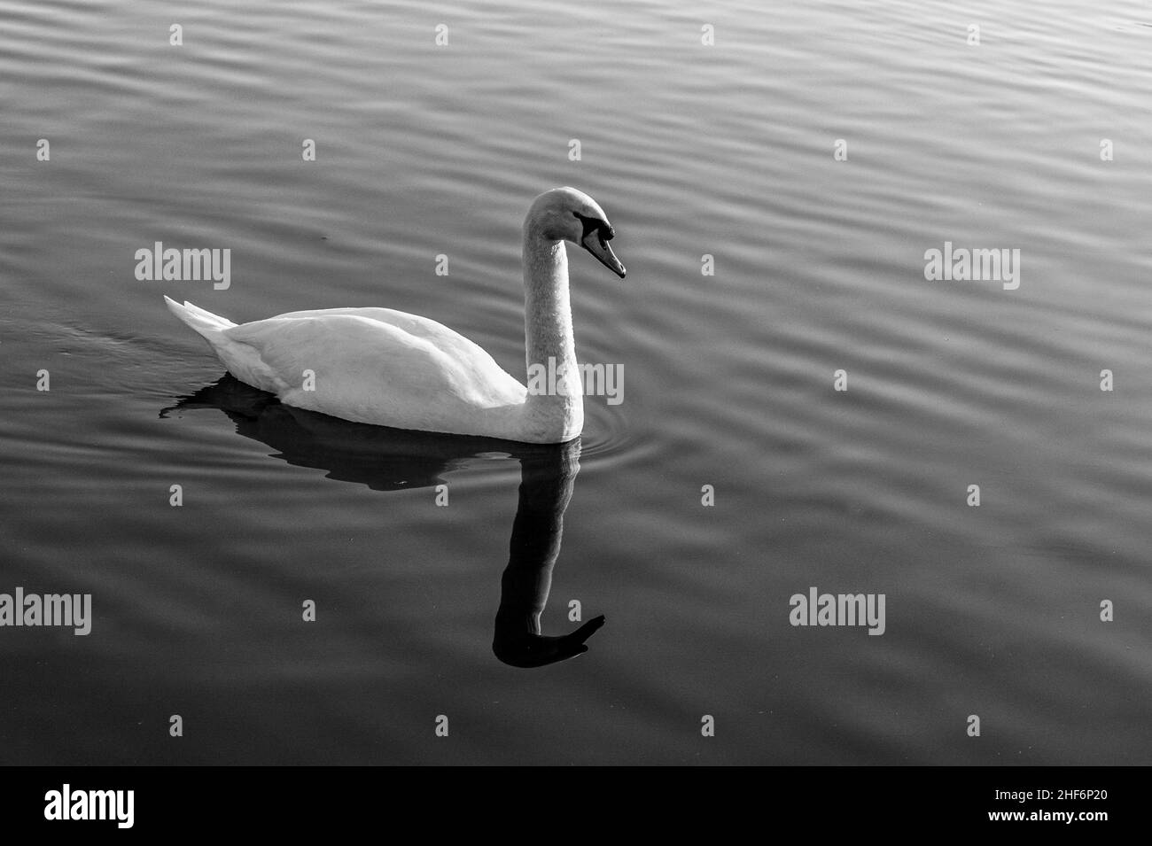 Drake head on swimming Black and White Stock Photos & Images - Alamy