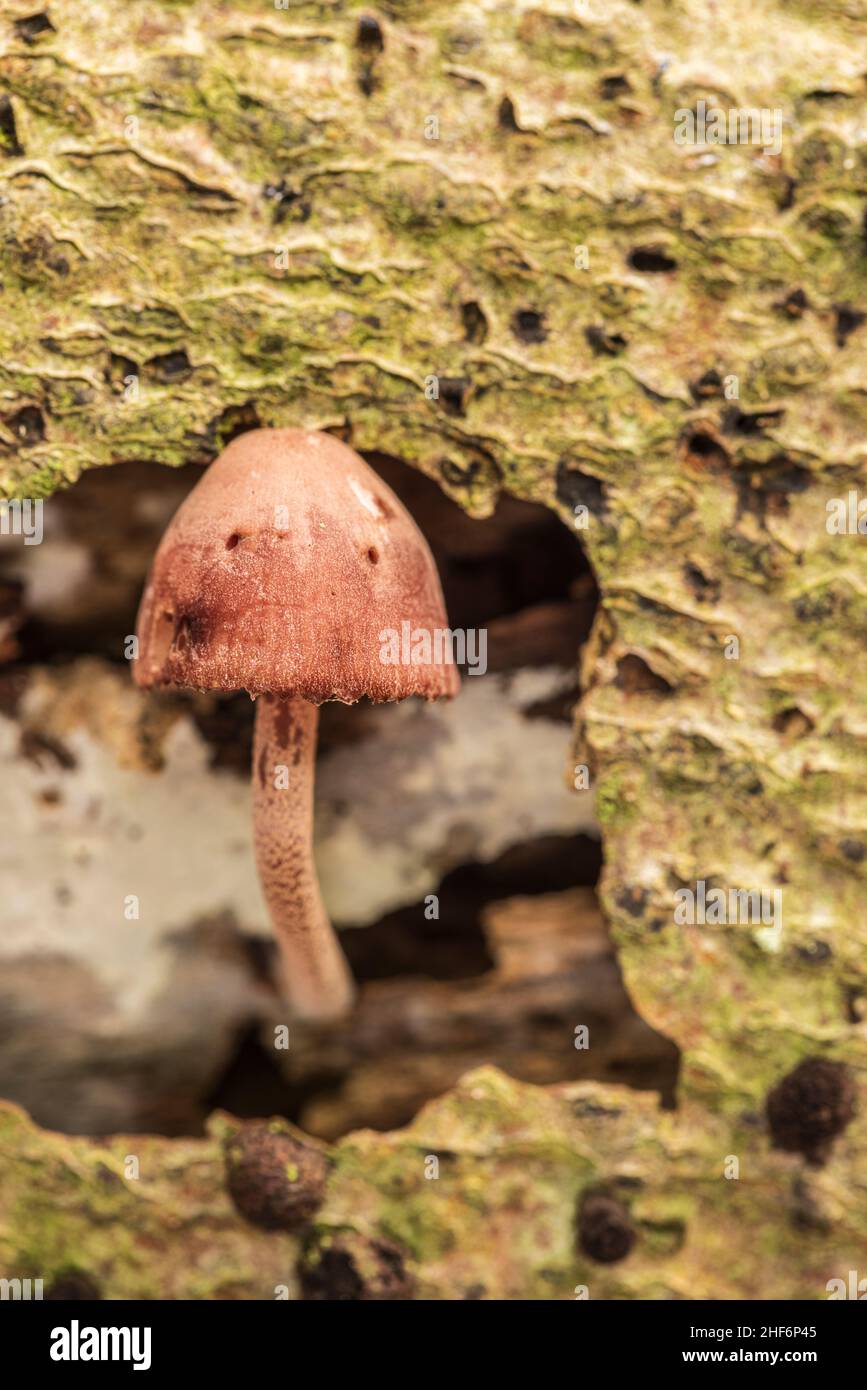 Close up of a fungus on a dead tree trunk Stock Photo - Alamy