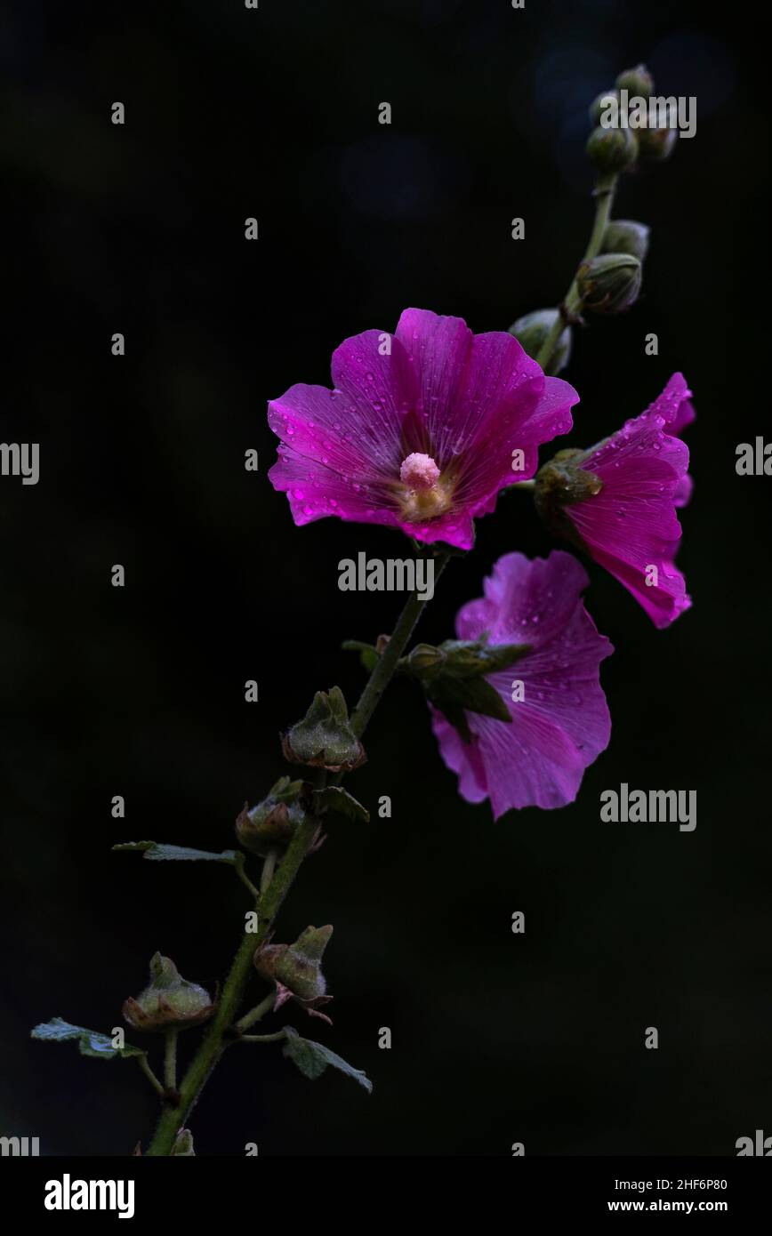 Purple hollyhock with water droplets against a black background,  Bavaria,  Germany Stock Photo