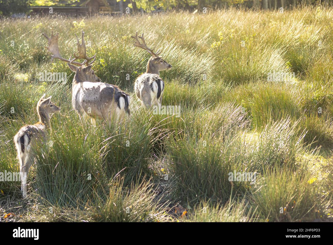 A group of cute deers is watch out for something at a grassy meadow on a bright and sunny day Stock Photo