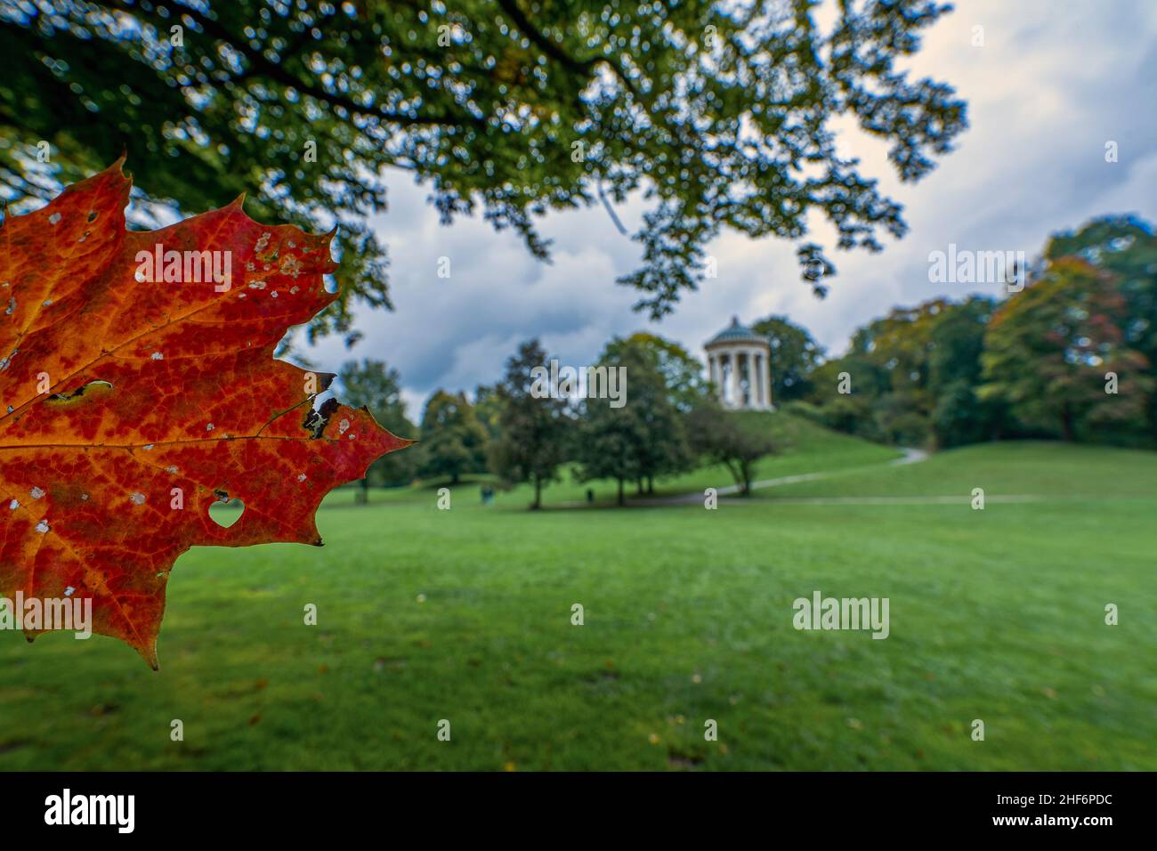 Autumn colored red leaf in the English Garden with the Monopteros temple in the green lung of Munich Stock Photo