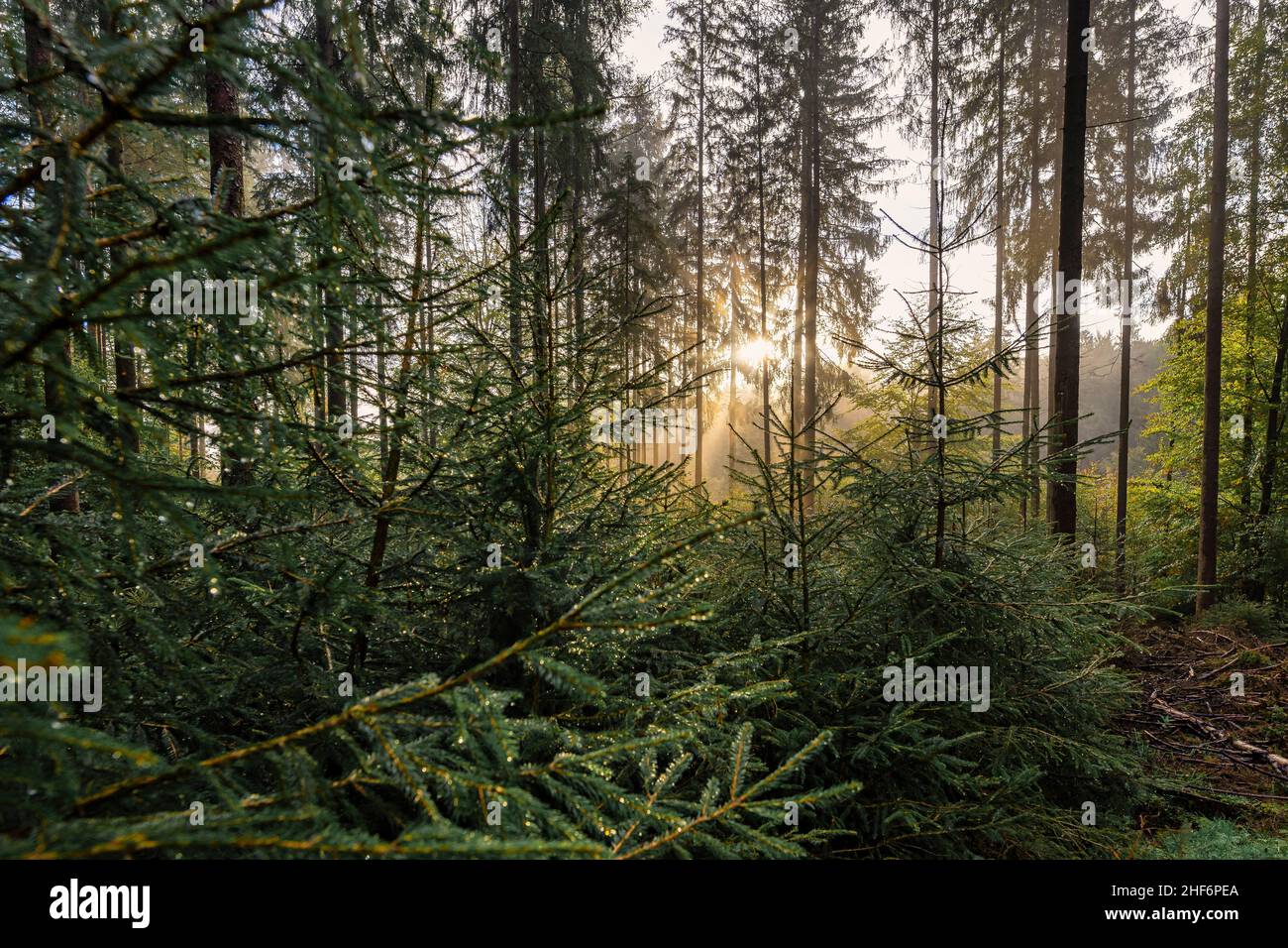 Fall in nature hi-res stock photography and images - Alamy