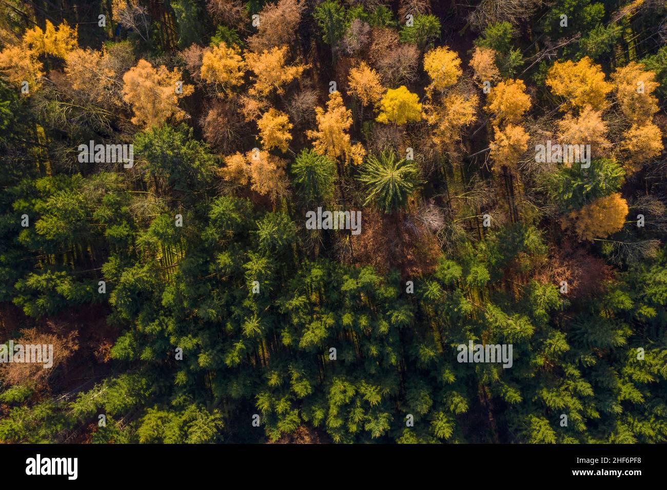 Shadows a falling in a autumn colored forest,  drone shot straight from above Stock Photo