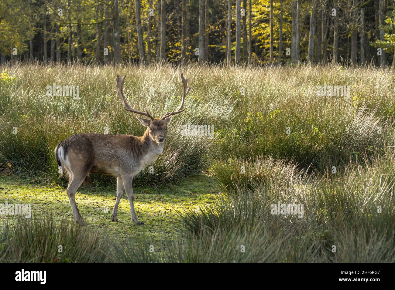 A cute deer is looking into the camera from a sunlightend meadow with high grass in the background Stock Photo