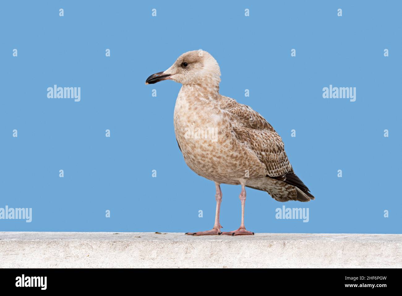 Juvenile European herring gull (Larus argentatus) in first winter plumage perched on railing of