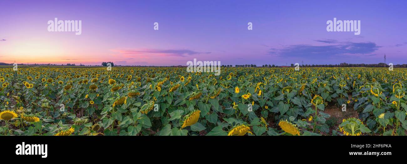Wonderful sunset over a wide field of sunflowers under the violett sky,  concept for idyllic nature Stock Photo