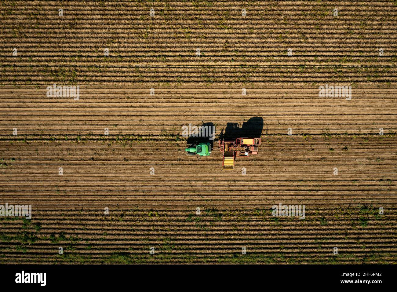 Harvest of potatoes at a field,  captured by a drone from above with countryside worker collecting potatoes on a tractor Stock Photo