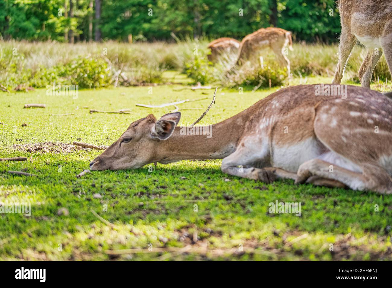 A beauty deer is lying with its head on a green meadow,  concept for calm and relaxing animals Stock Photo