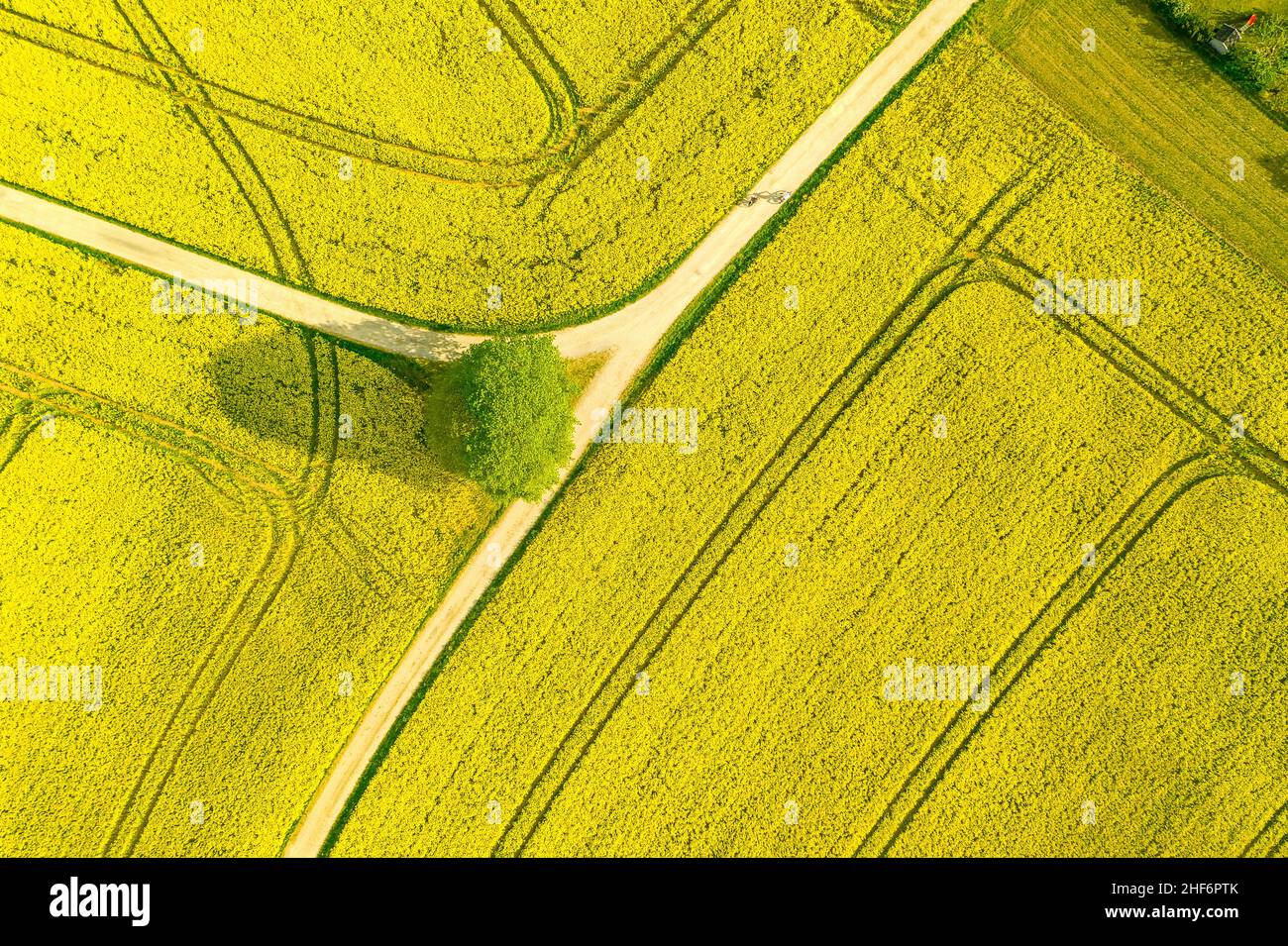 Aerial of a wide rapeseed oil plants agricultural field of many yellow blooming blooson,  typical drone photo for a spring time concept Stock Photo