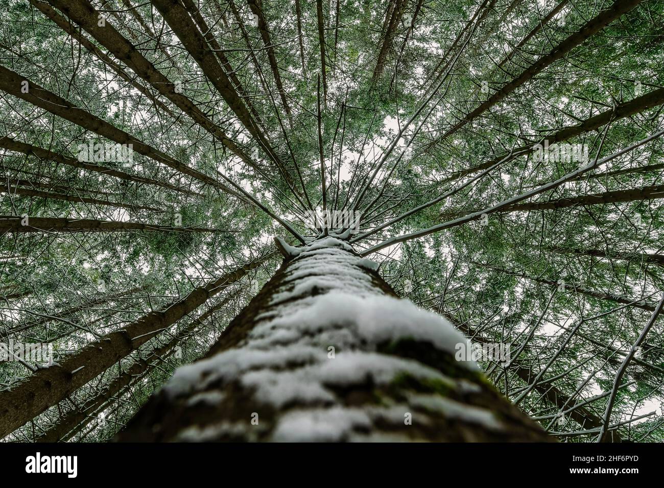 Snow covered tree perspective impressive view looking up as a symbol for a height-concept. Stock Photo