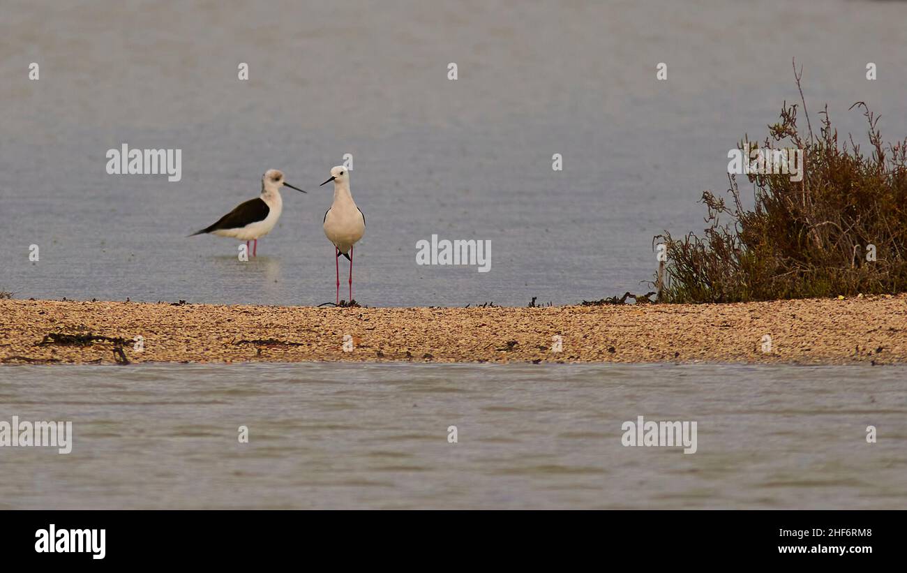 Greece,  Greek islands,  Ionian islands,  Corfu,  southeast of the island,  wetland,  Alikes Lefkimis,  two water birds stand behind a gravel bank,  gray sea,  bushes on the right side of the picture Stock Photo