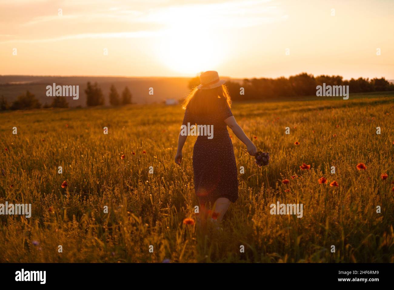Wildflowers reaching for sun hi-res stock photography and images - Alamy
