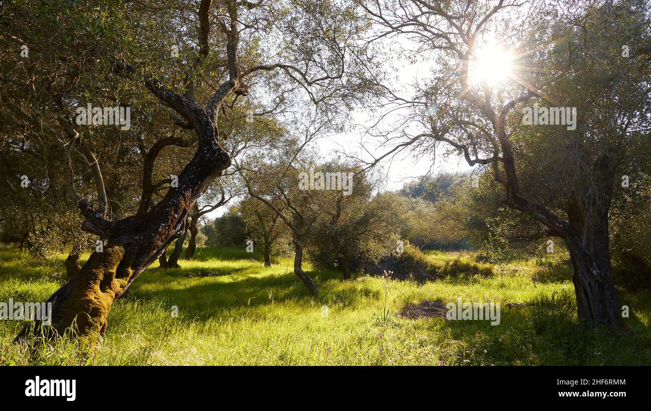 Greece,  Greek Islands,  Ionian Islands,  Corfu,  spring,  spring meadows,  yellow flower meadow and olive trees in the backlight,  sun shines through the branches of the olive trees Stock Photo
