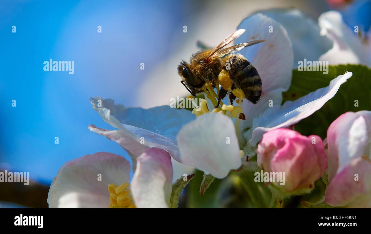 Greece,  Greek islands,  Ionian islands,  Corfu,  spring,  spring meadows,  blossom,  close,  bee collects pollen,  background blurred,  blue sky Stock Photo