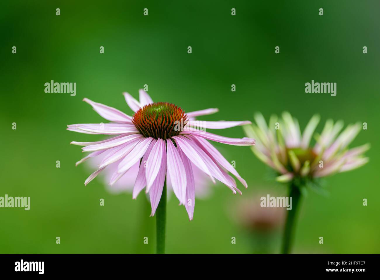 Multiple single pale purple echinacea coneflowers with a long green stem and a vibrant green background. The coneflower bloom is a perennial. Stock Photo