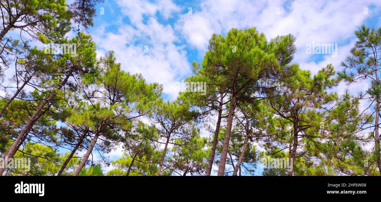View skywards through pine forest on blue sky with white clouds,  France,  Atlantic coast,  Bordelais, Stock Photo