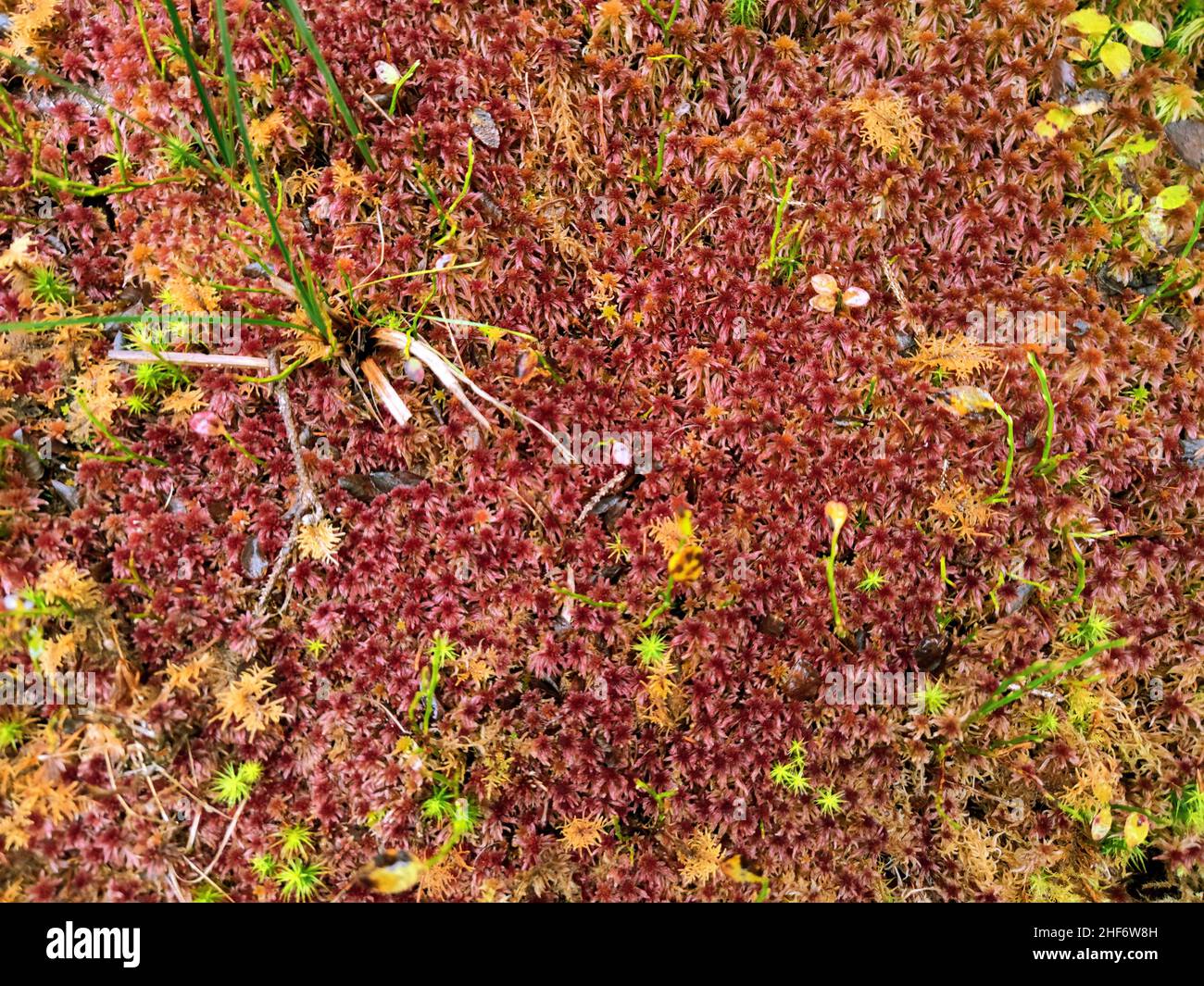 Red moss Sphagnum rubellum a peat moss Stock Photo