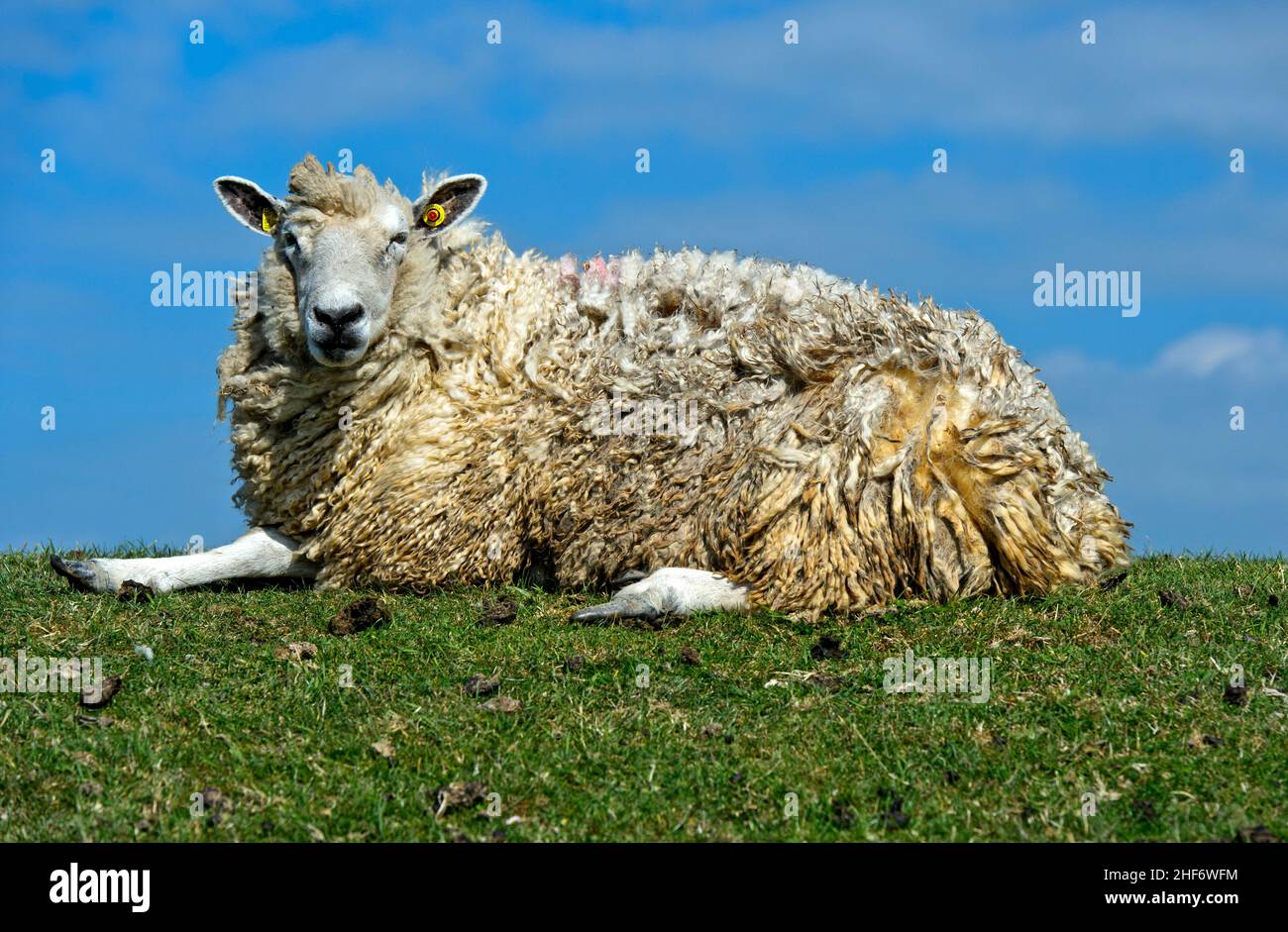 Texel sheep lies on a dike crown in the marshland on the North Sea coast,  Schleswig-Holstein,  Germany Stock Photo