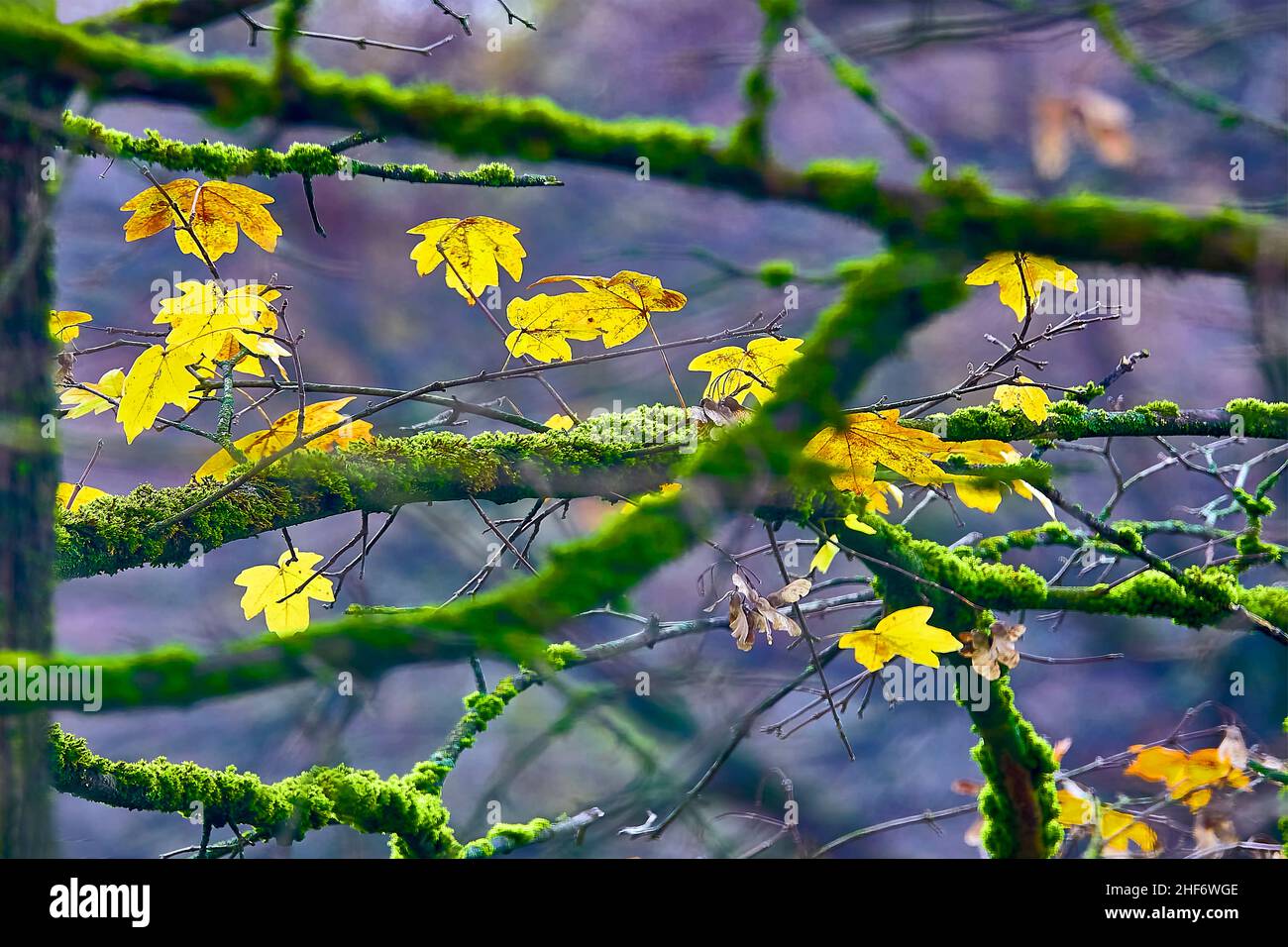 Autumn in the deciduous forest Stock Photo - Alamy