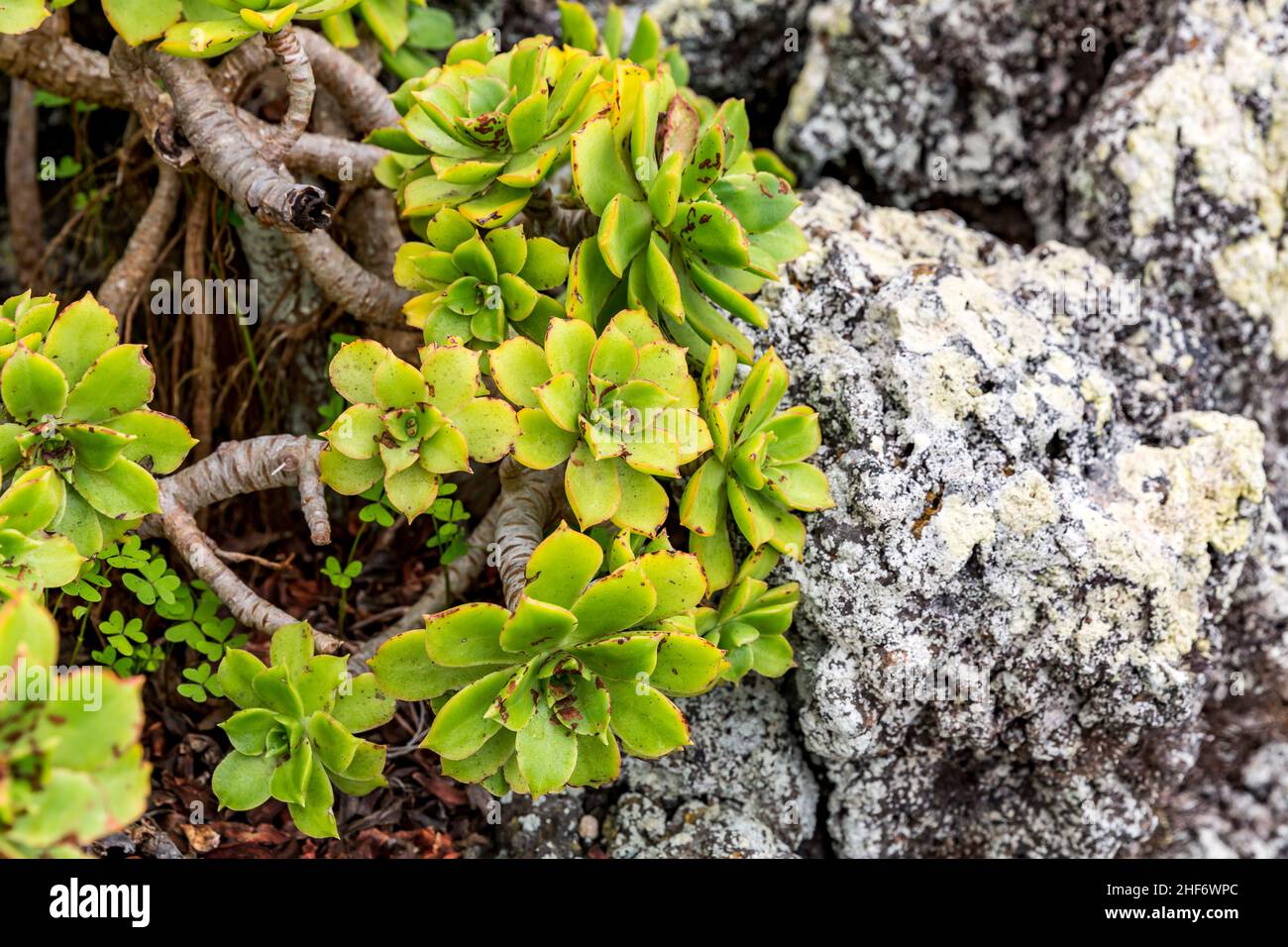 Rosette thick leaf,  Aeonium haworthii,  Mirador del Rio,  Lanzarote,  Canaries,  Canary Islands,  Spain,  Europe Stock Photo