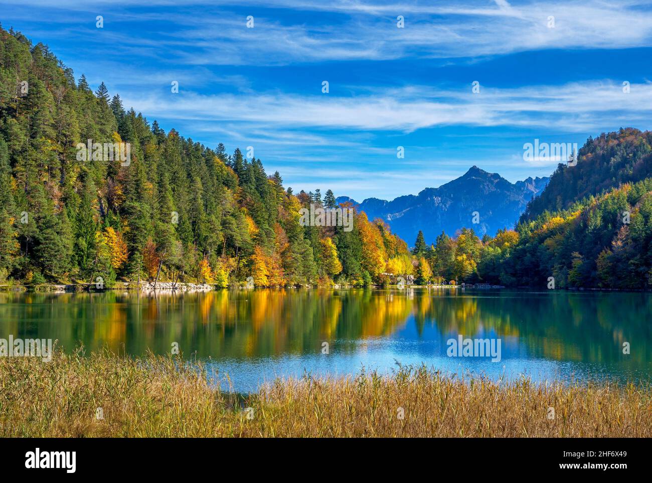 Autumn at the Alatsee,  near Füssen,  Allgäu,  Bavaria,  Germany,  Europe Stock Photo