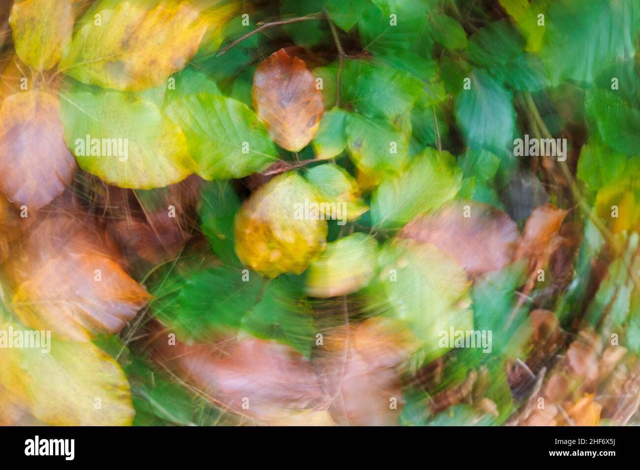 abstract image,  abstract autumn colors,  beech leaves Stock Photo