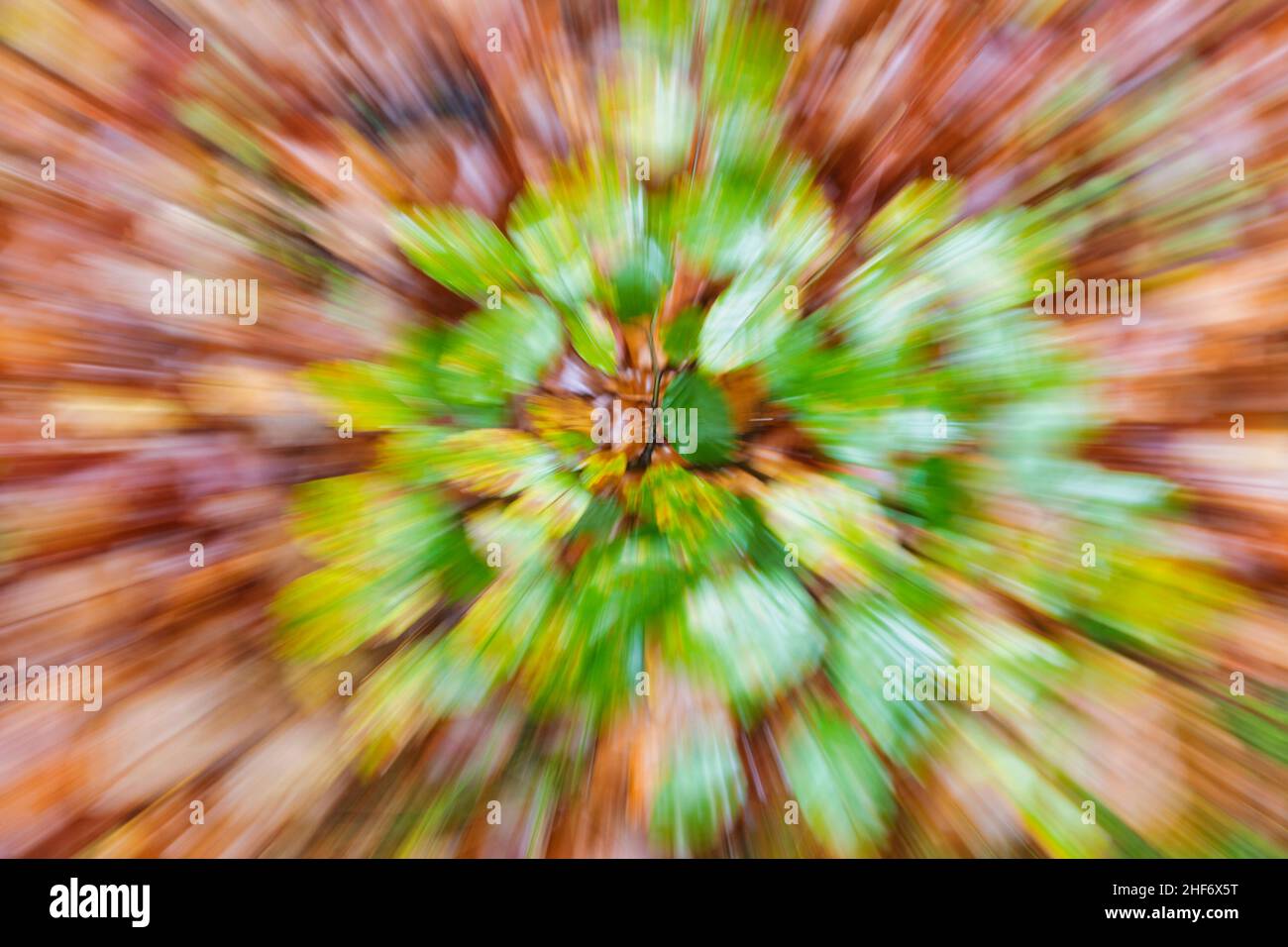 abstract image,  abstract autumn colors,  beech leaves Stock Photo