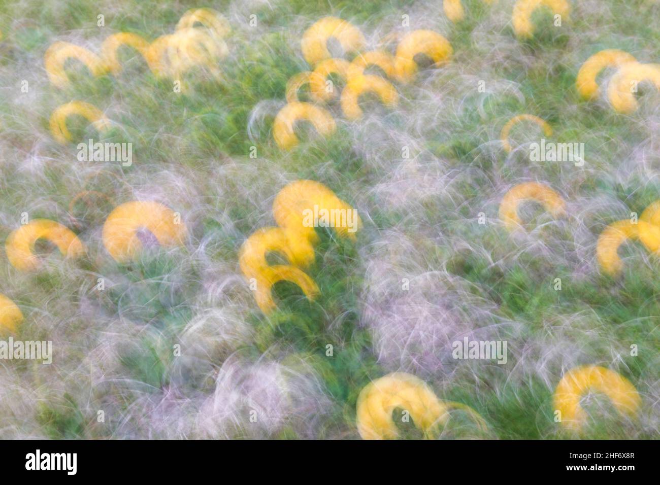 Abstract image,  spring flowery meadow,  blurred photography Stock Photo