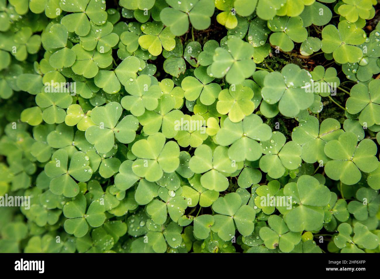 Oxalis acetosella,  wood sorrel or common wood sorrel,  green leaves growing in the forest Stock Photo