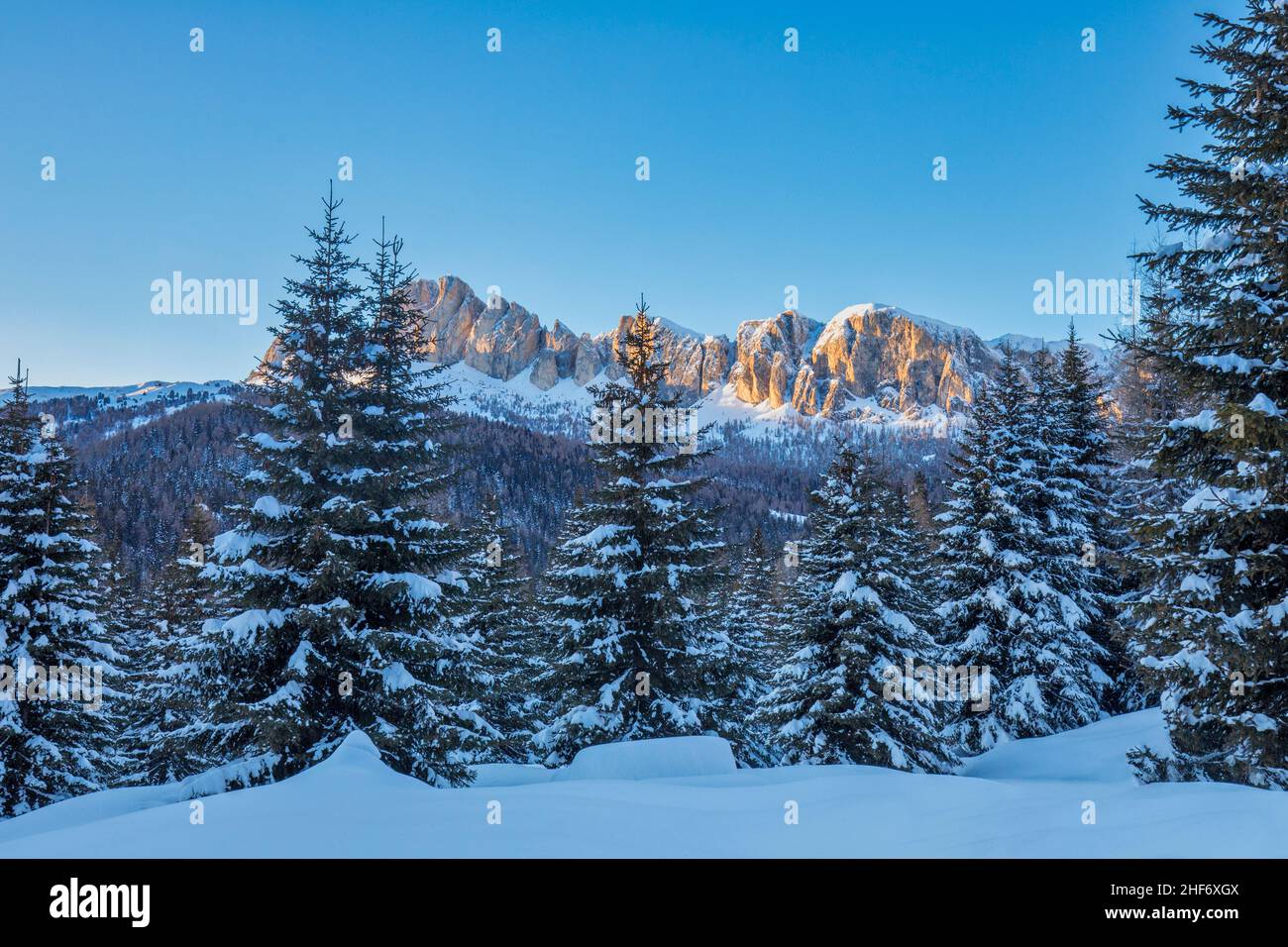 The peaks of the Setsass seen through a snow-covered fir forest,  Livinallongo del Col di Lana,  province of Belluno,  Veneto,  Italy Stock Photo