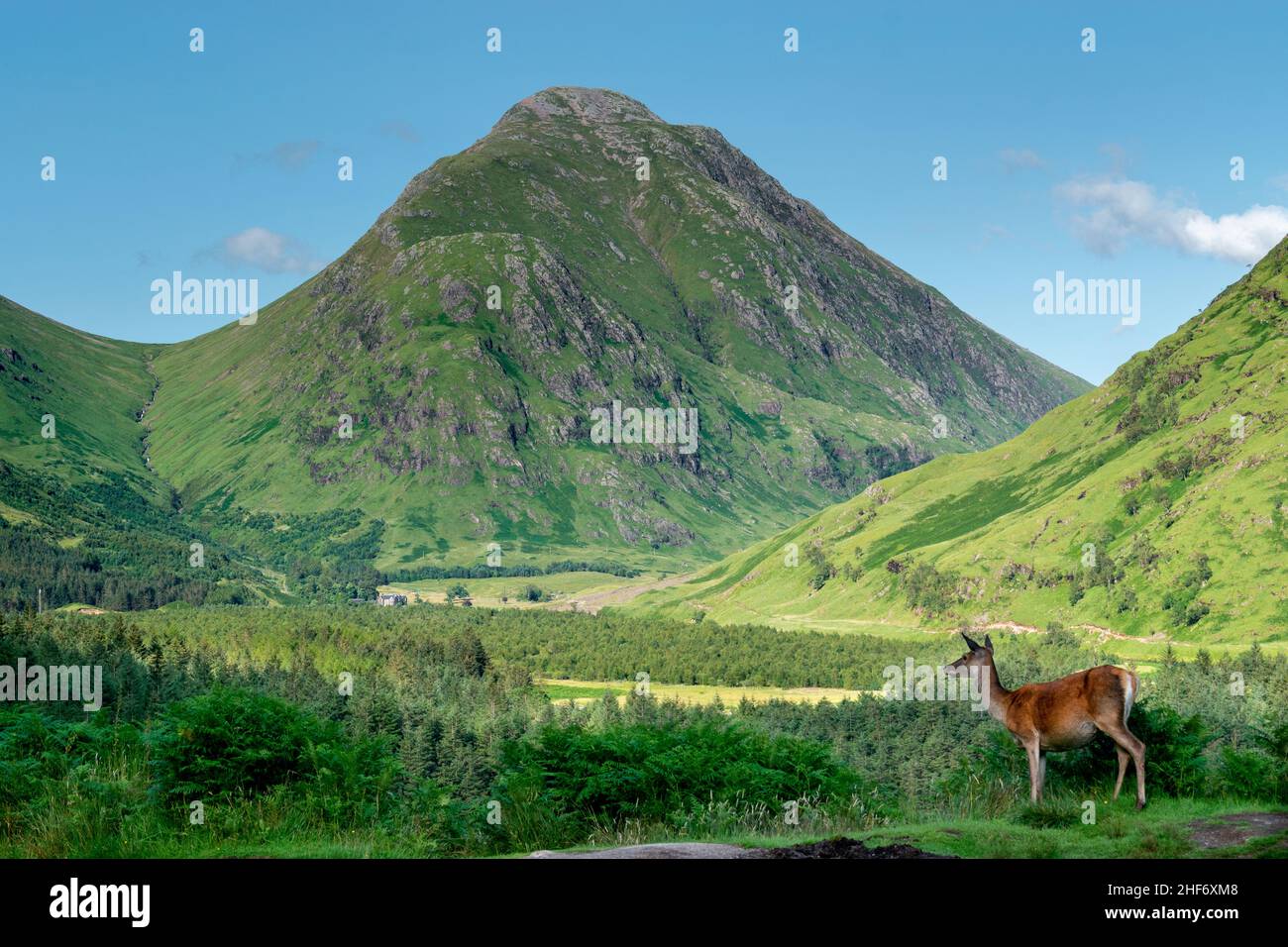 Sunny day in Glen Etive with a deer in the foreground , Scotland Stock Photo