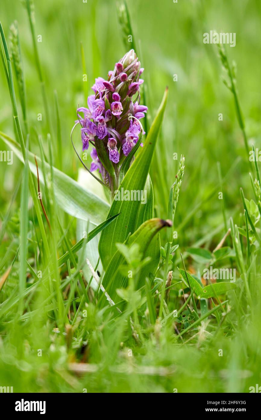 Flesh-colored orchid,  Dactylorhiza incarnata Stock Photo