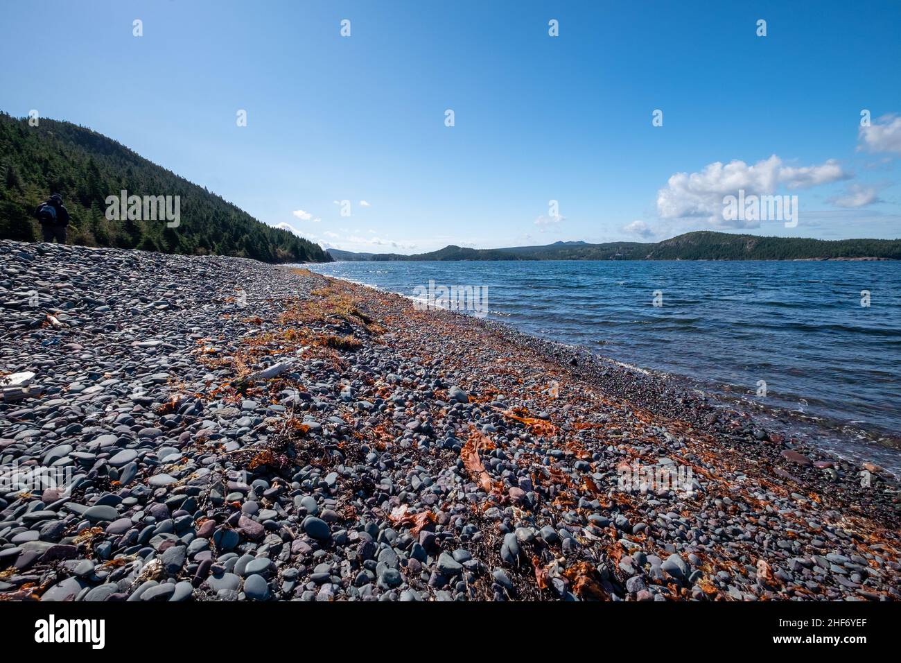 A wide cove or bay with a mountain covered with green fir trees under blue skies and a few clouds. The sandy beach has a row of orange seaweed. Stock Photo