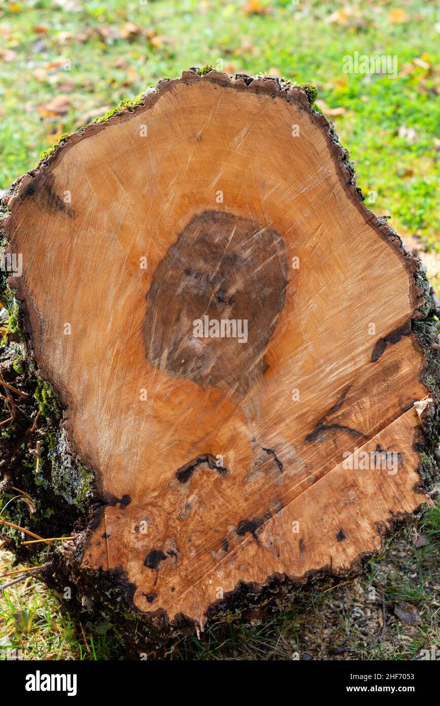 A large fresh junk of maple in the shape of a square. The grains of wood and rings are in a pattern with four sides. Stock Photo