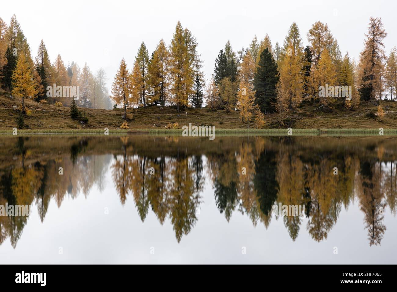 Beautiful reflection of the yellow larches on Lake Federa Stock Photo ...