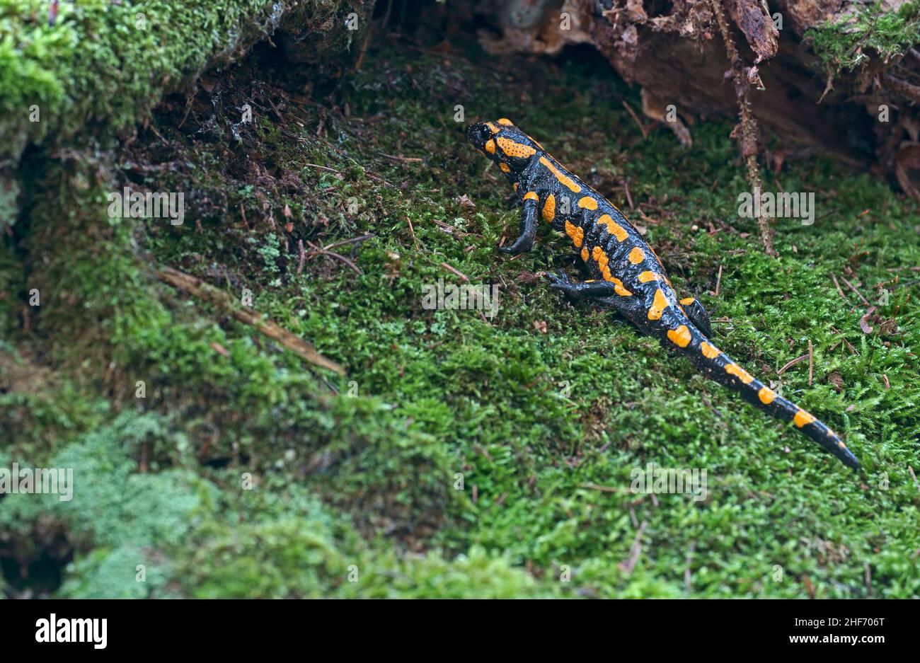 Fire salamander (Salamandra salamandra) crawls on a moss carpet Stock Photo