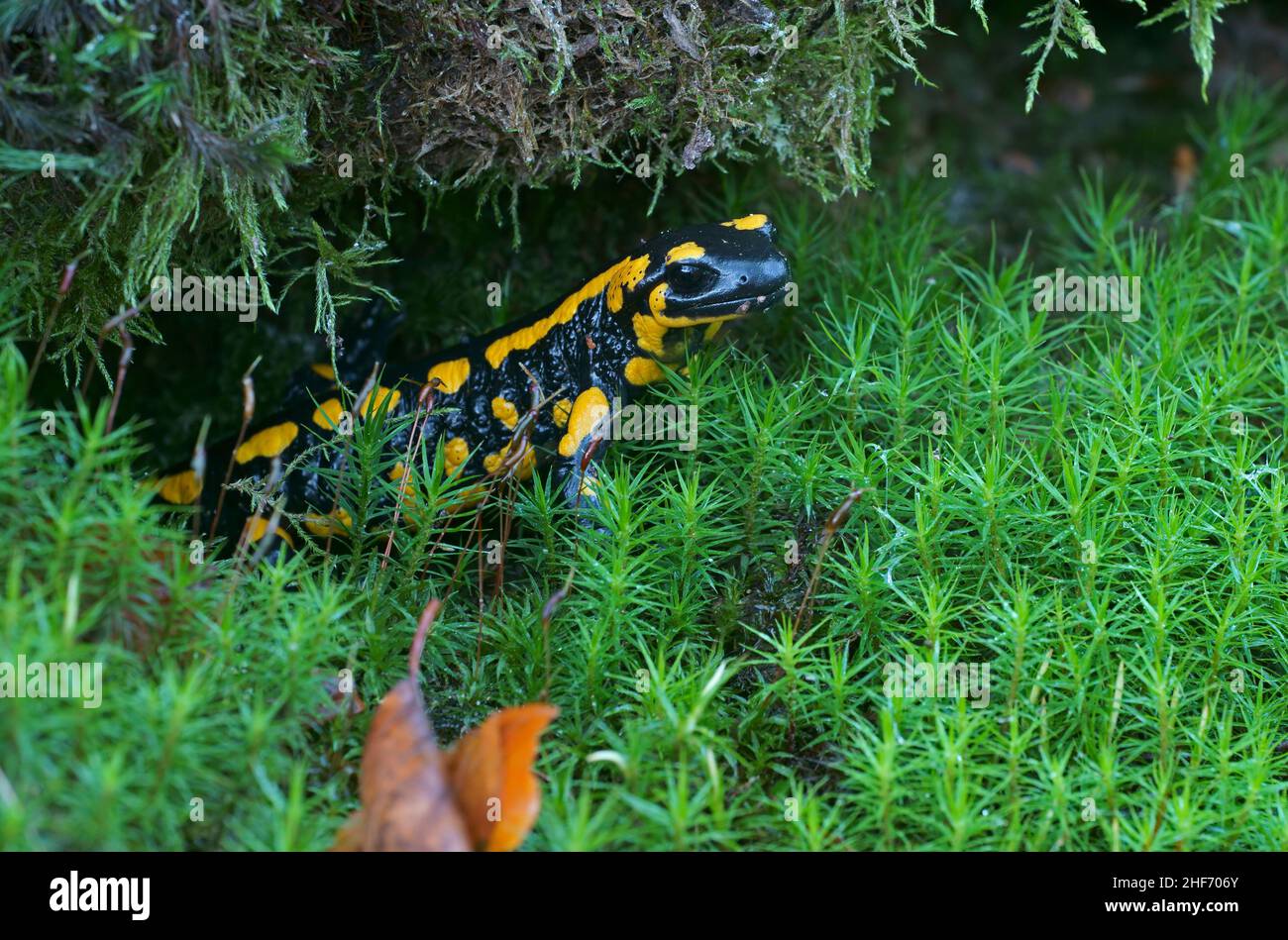 Fire salamander (Salamandra salamandra) looks out of its hiding place Stock Photo