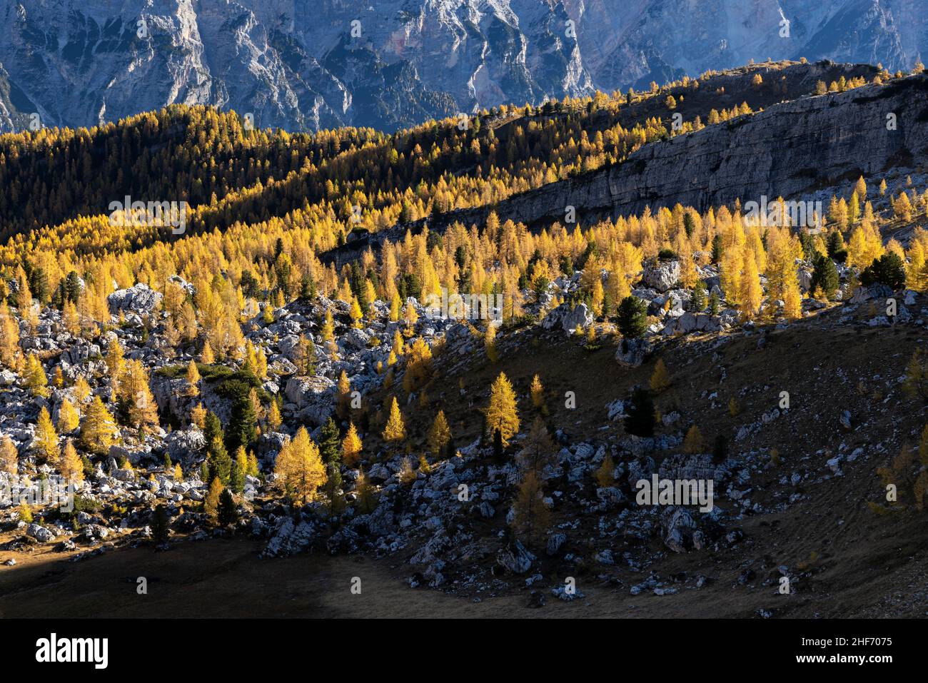 Larch trees on the mountains of the Dolomites shine in the first ...