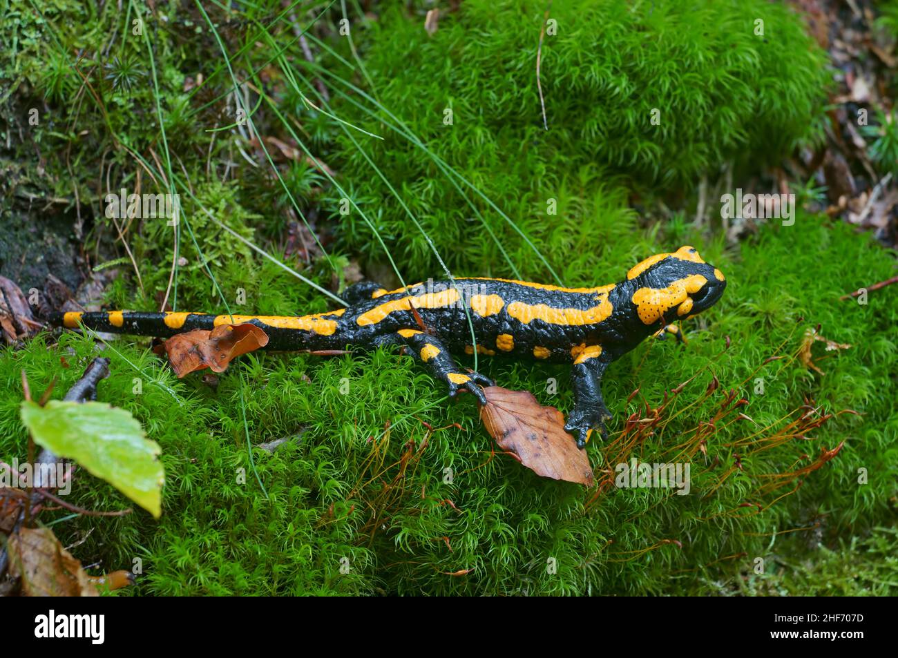 Fire salamander (Salamandra salamandra) crawls on a moss carpet Stock Photo