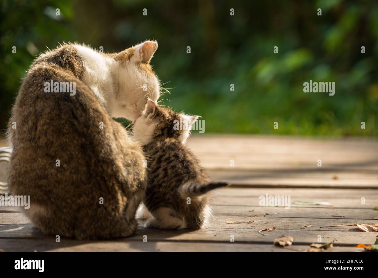 Cat with young cat outdoors Stock Photo