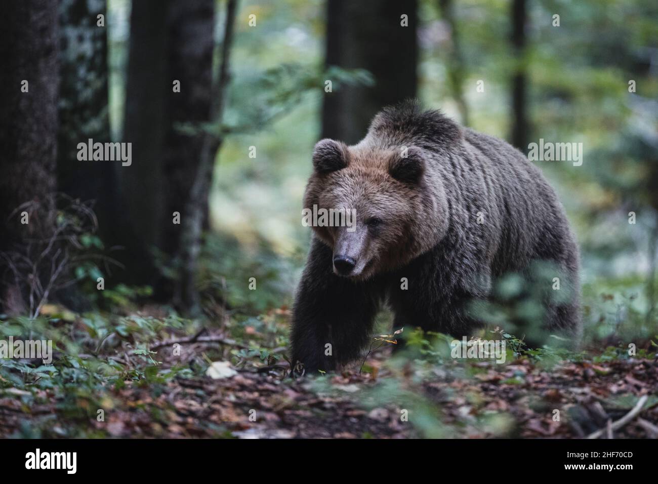 Brown bear roaming free in the forests of Slovenia. Stock Photo