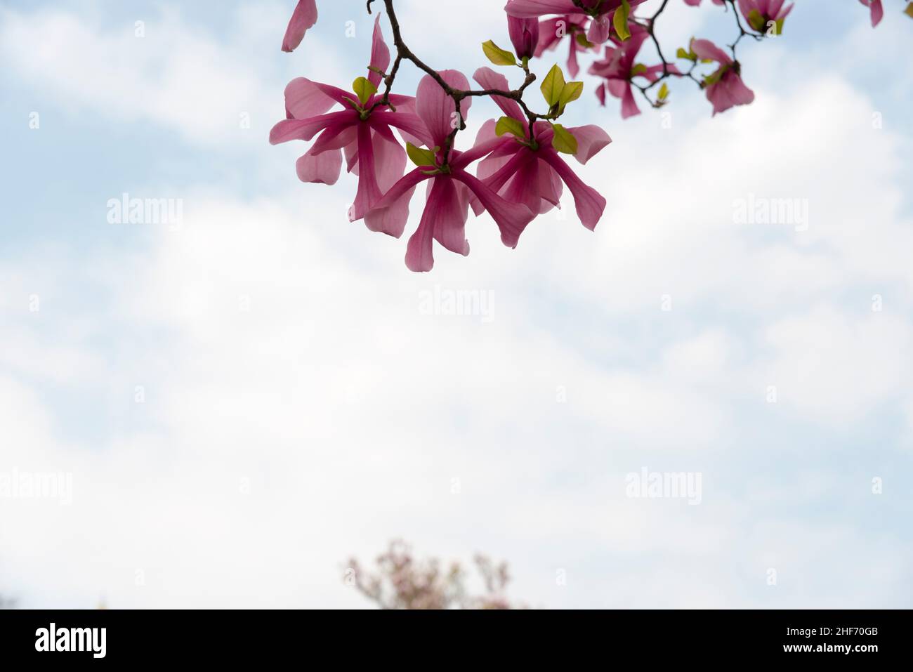 Magnolia buds growing in hi-res stock photography and images - Alamy