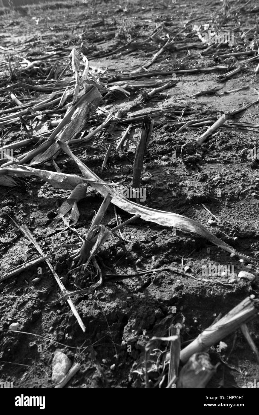Corn field after harvest,  dry soil Stock Photo