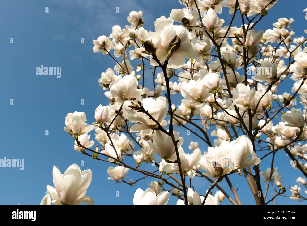 Magnolia blooms in spring delicate hi-res stock photography and images ...