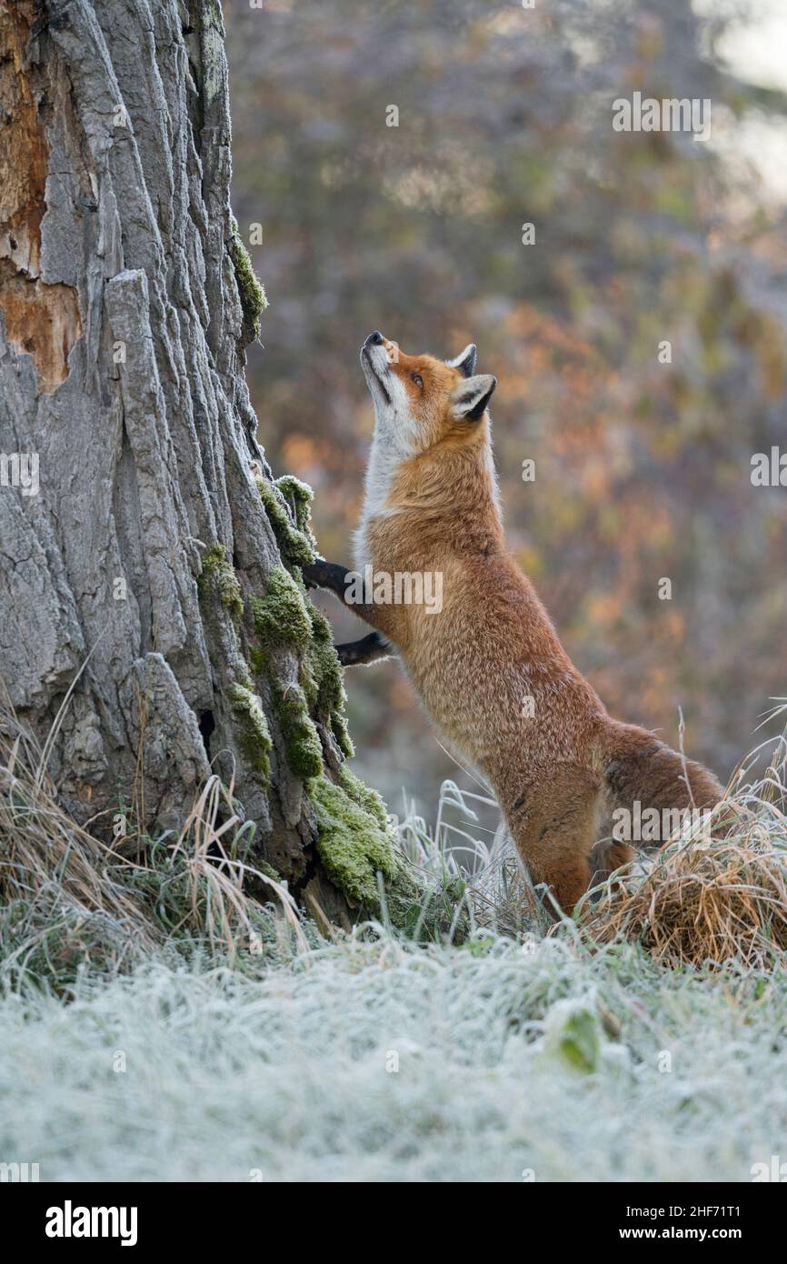 Red fox examines a tree trunk, Vulpes vulpes, winter, Hesse, Germany