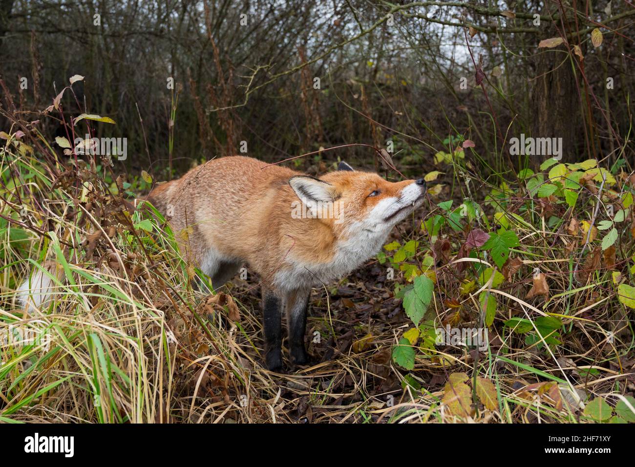 Red fox sniffs at a shrub,  Vulpes vulpes,  winter,  Hesse,  Germany,  Europe Stock Photo