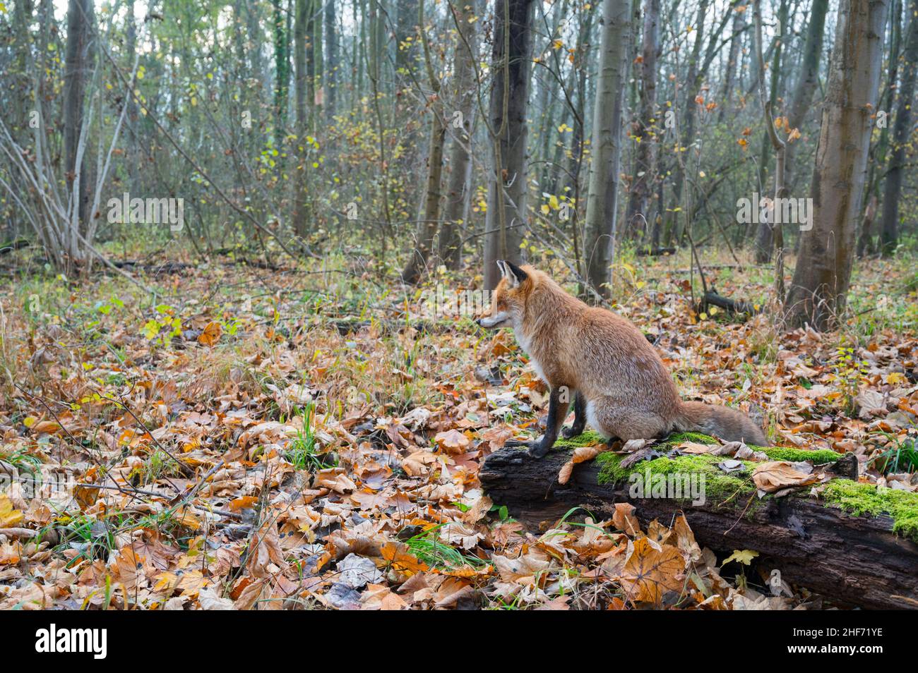 Red fox sitting on a mossy log in the forest,  Vulpes vulpes,  winter,  Hesse,  Germany,  Europe Stock Photo